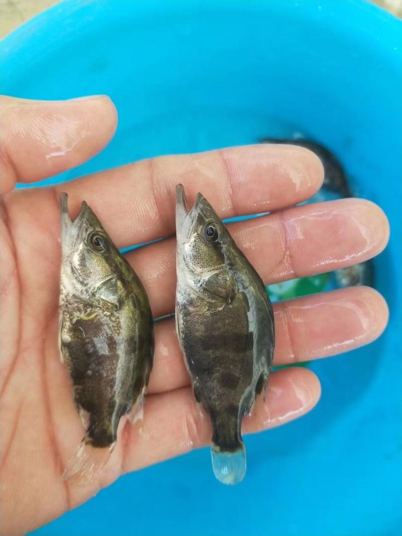 淡水鳜鱼苗(桂花鱼苗)全程提供技术指导跟进/量大从优