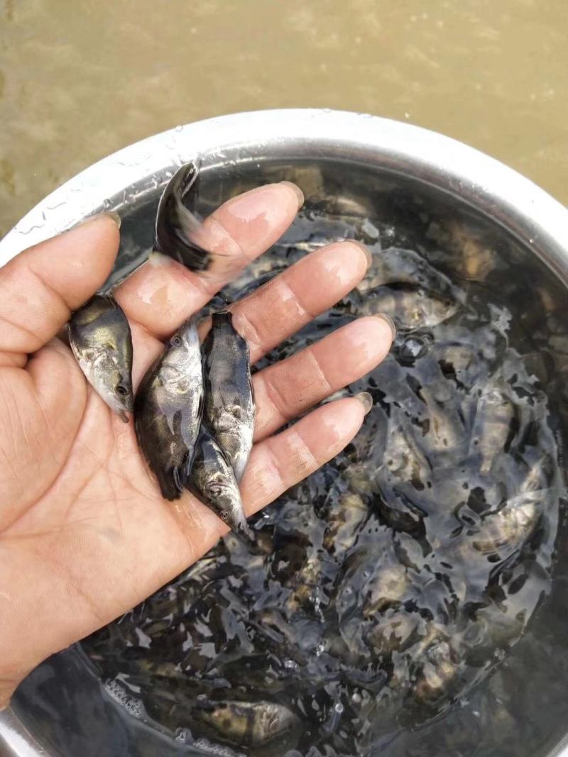 淡水鳜鱼苗(桂花鱼苗)全程提供技术指导跟进/量大从优