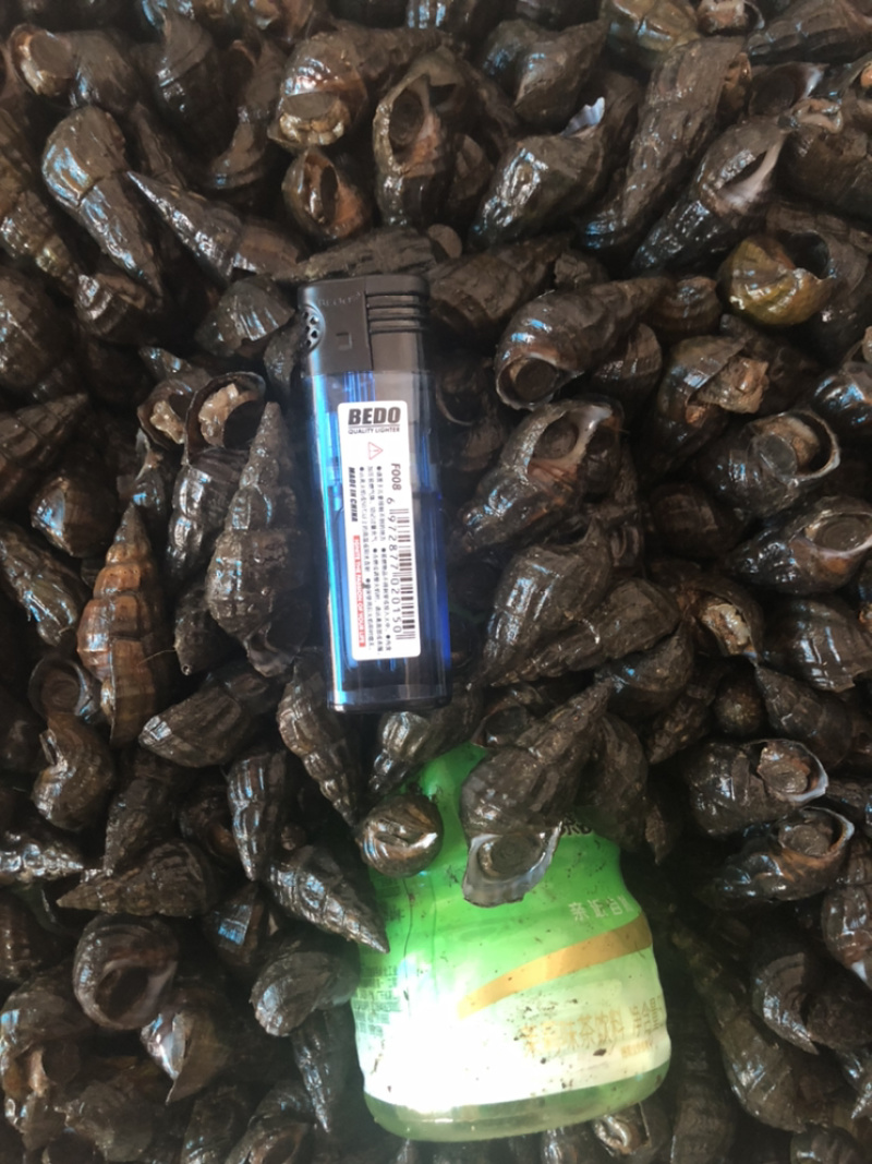 【产地直发】水产贝类清水山坑螺品质保证量大价优