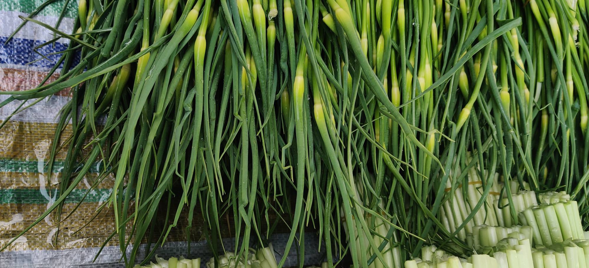 蒜蓉炒白菜苔成品图,展示其清香可口的色泽与质地 蒜蓉炒白菜苔