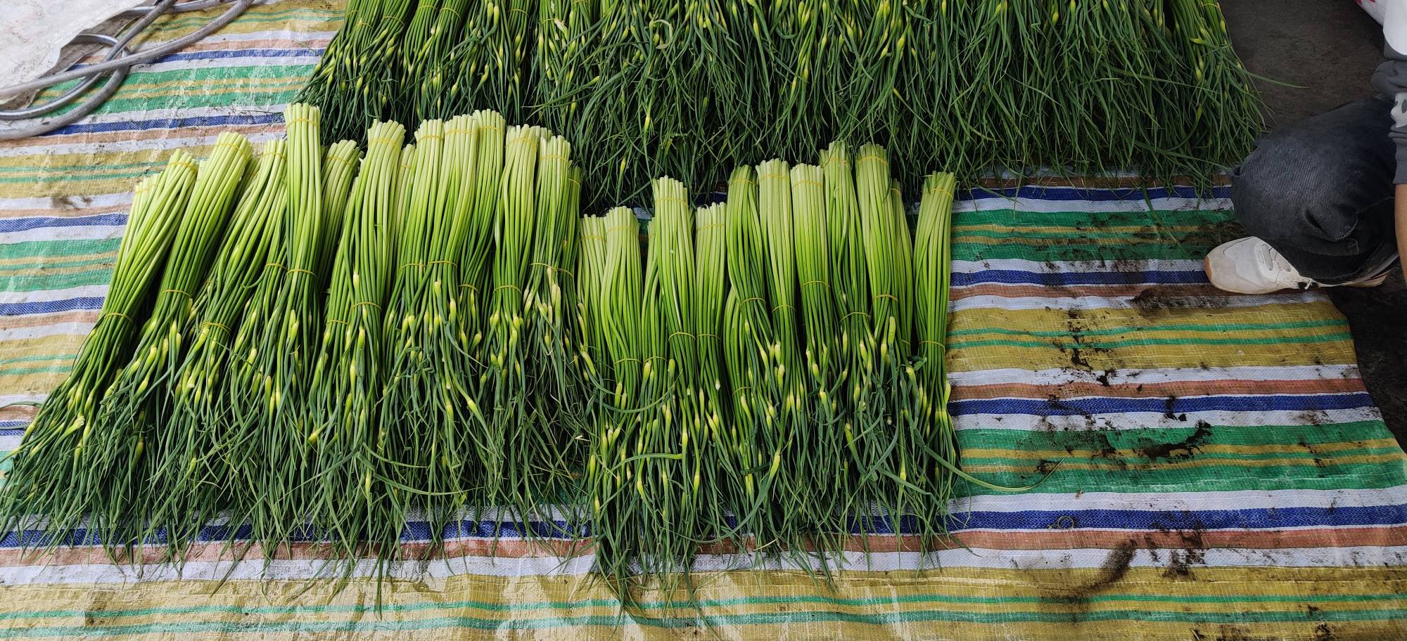 黄心白菜在山东寿光大棚中整齐排列