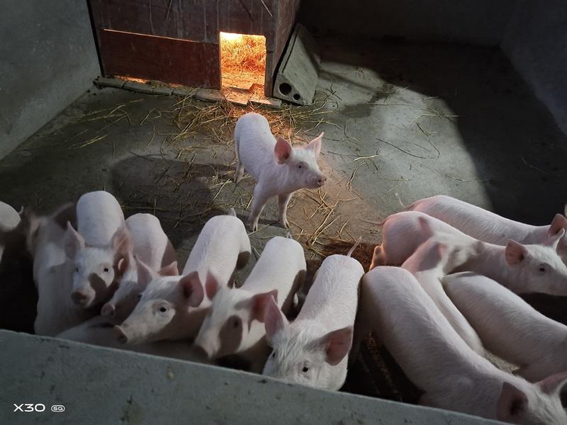 三元仔猪厂家直销防疫齐全支持全国发货、欢迎选购。