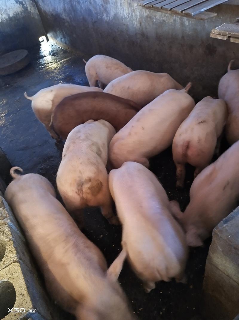 三元仔猪厂家直销防疫齐全支持全国发货、欢迎选购。