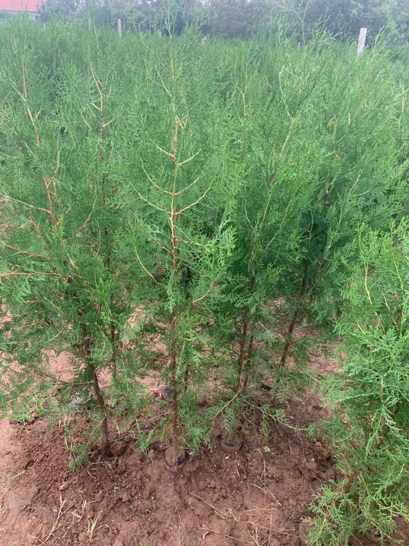 侧柏，基地直销，常年销售各种绿化苗木。