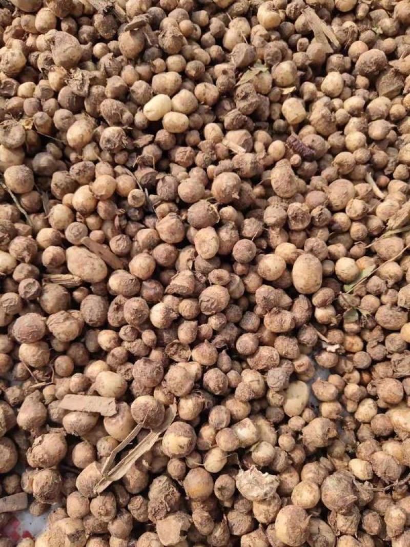 小叶旱半夏种子，支持大批发零售，保证质量保发芽率