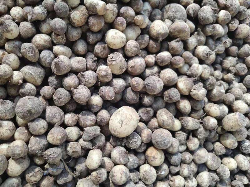 小叶旱半夏种子，支持大批发零售，保证质量保发芽率