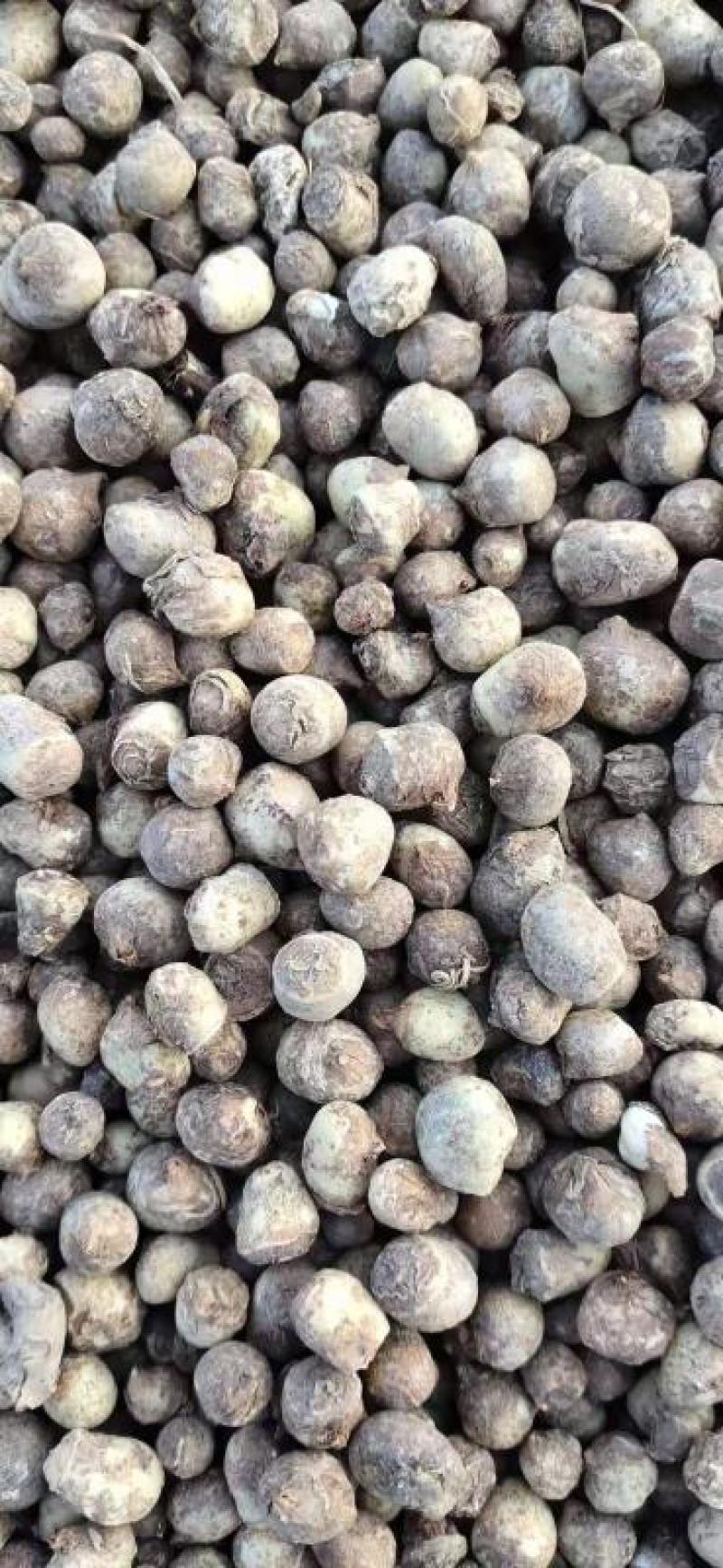 小叶旱半夏种子，支持大批发零售，保证质量保发芽率