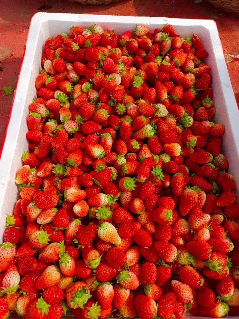 小草莓，价格偏宜，天仙醉奶油草莓，产地发货，代收代发