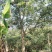 秋枫地苗移植苗骨架全冠