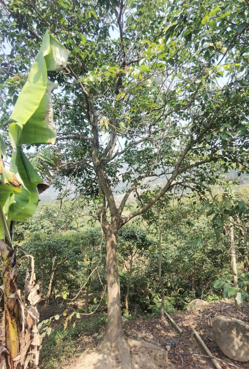 秋枫地苗移植苗骨架全冠
