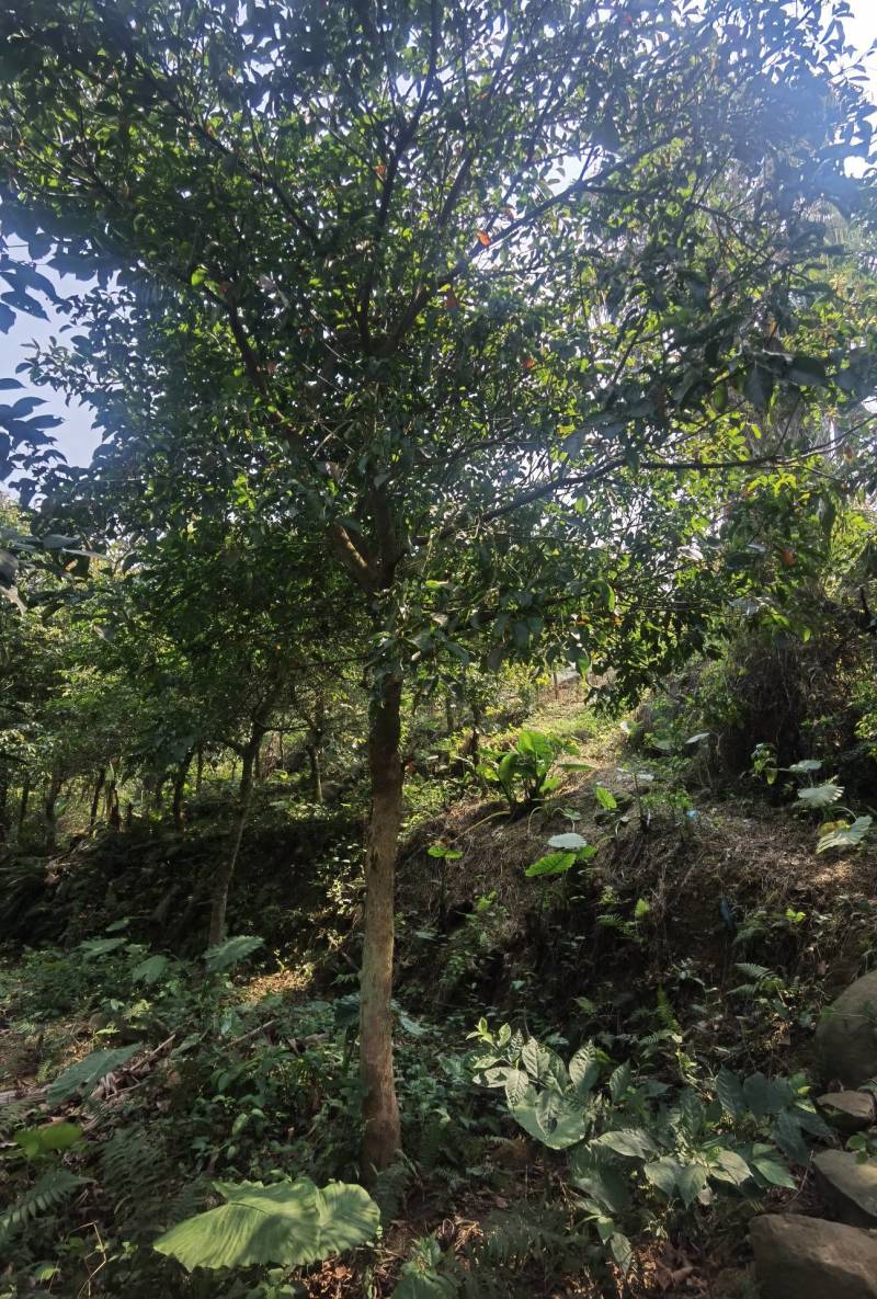 秋枫地苗移植苗骨架全冠