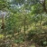 秋枫地苗移植苗骨架全冠