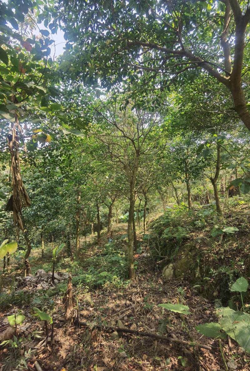 秋枫地苗移植苗骨架全冠