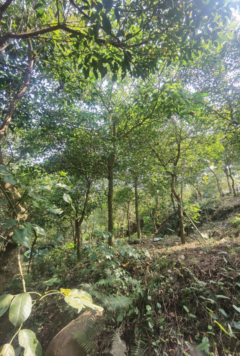 秋枫地苗移植苗骨架全冠