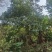 秋枫地苗移植苗骨架全冠