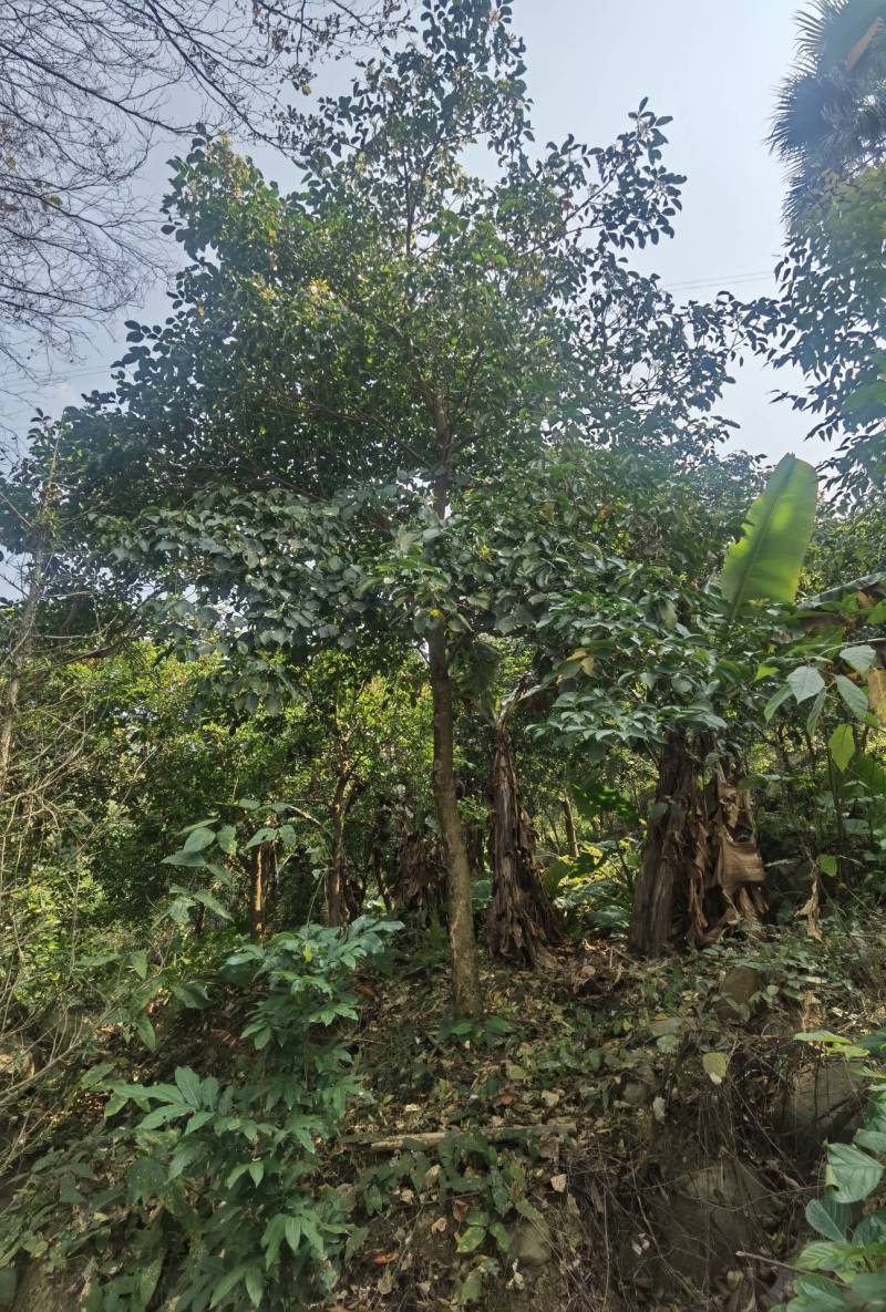秋枫地苗移植苗骨架全冠