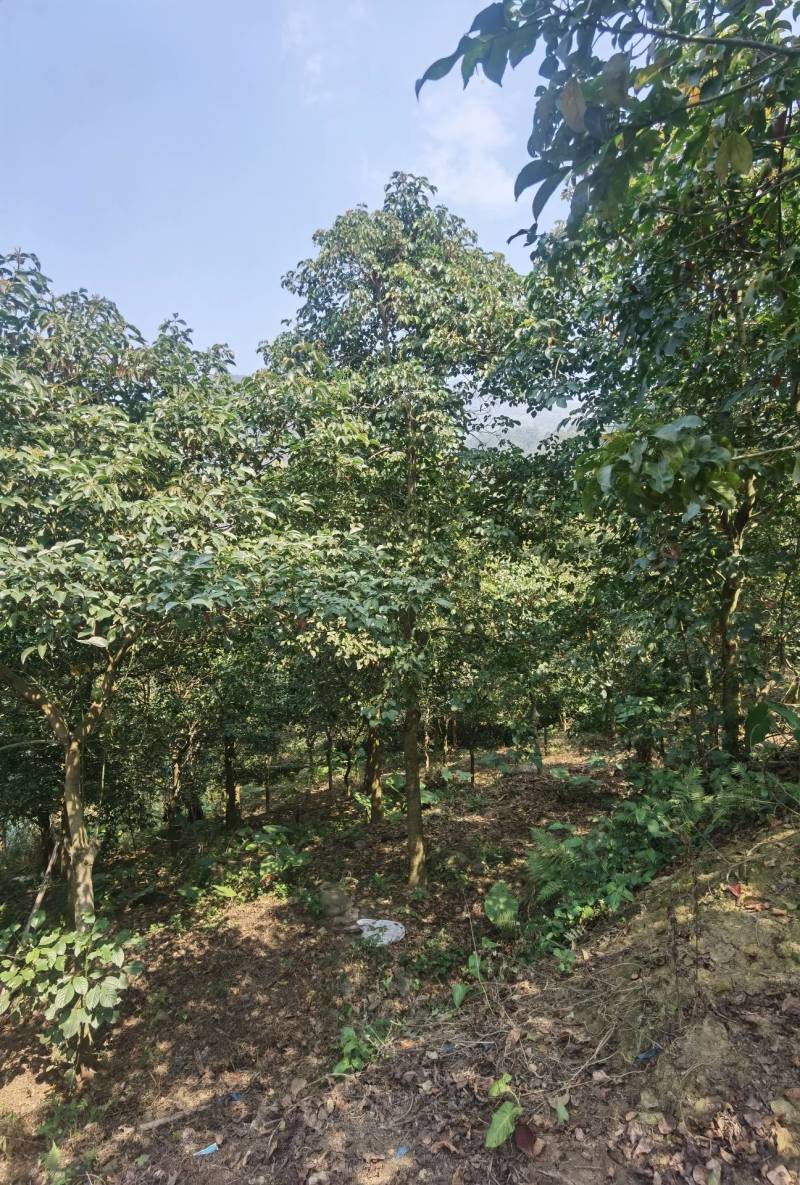 秋枫地苗移植苗骨架全冠