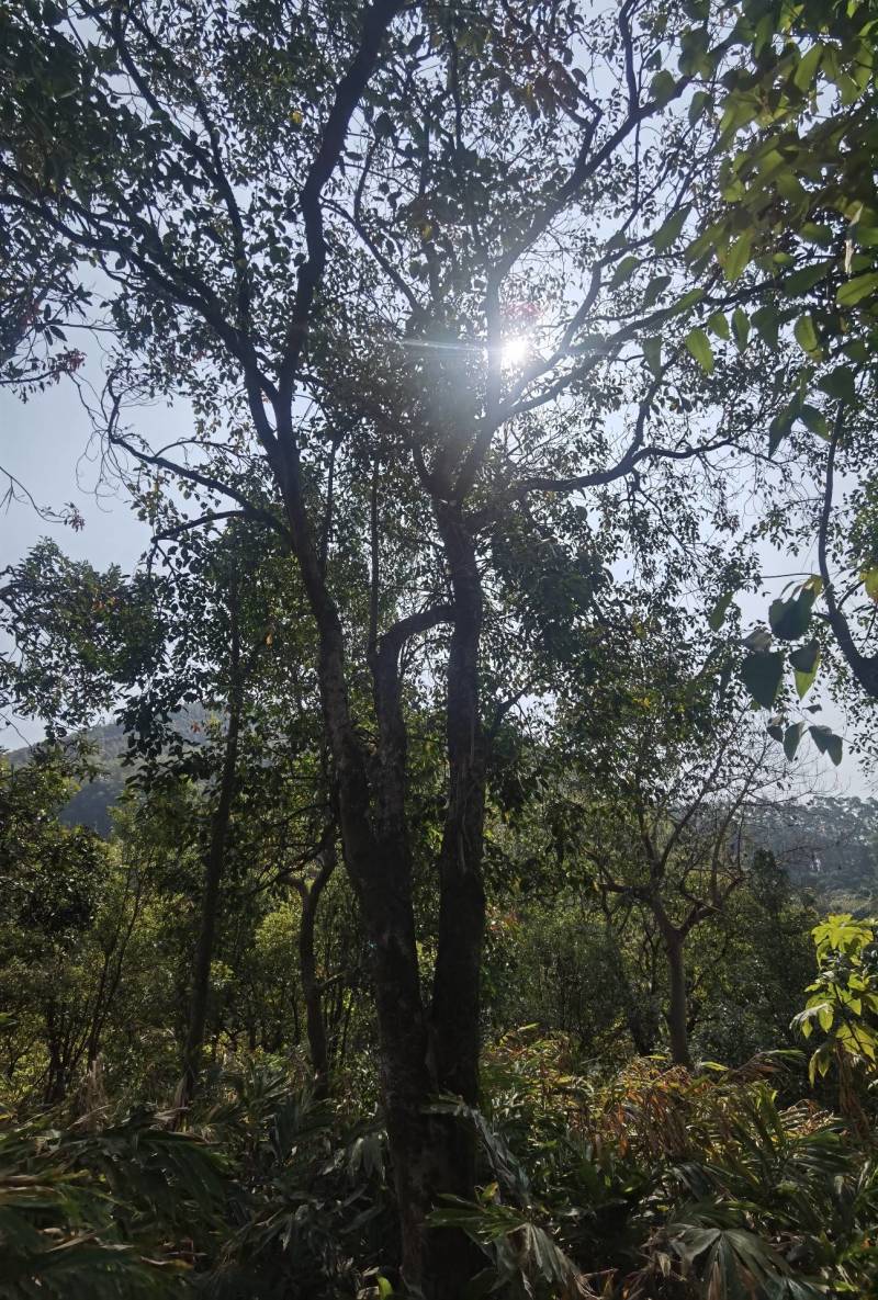 秋枫地苗移植苗骨架全冠