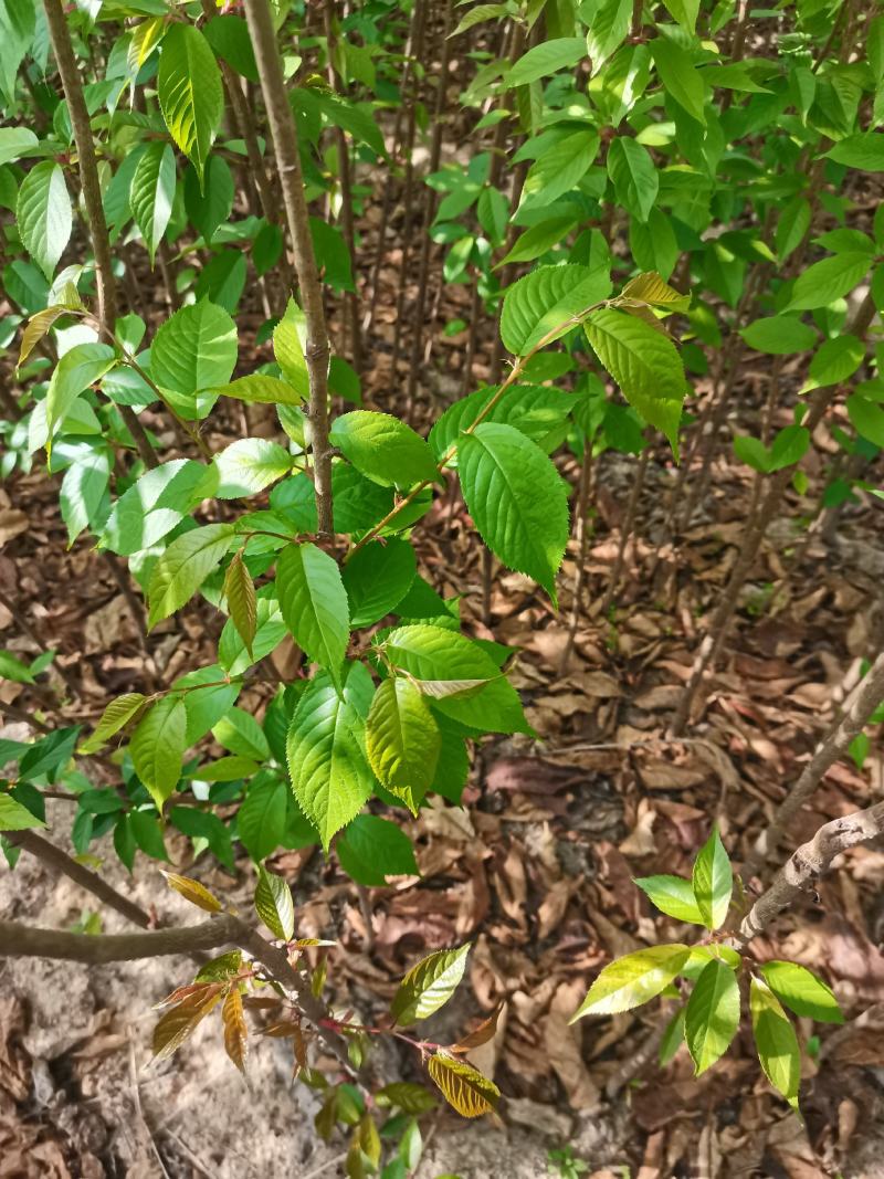 产地直销地栽中国红樱花，年年开花，花开时见花不见叶