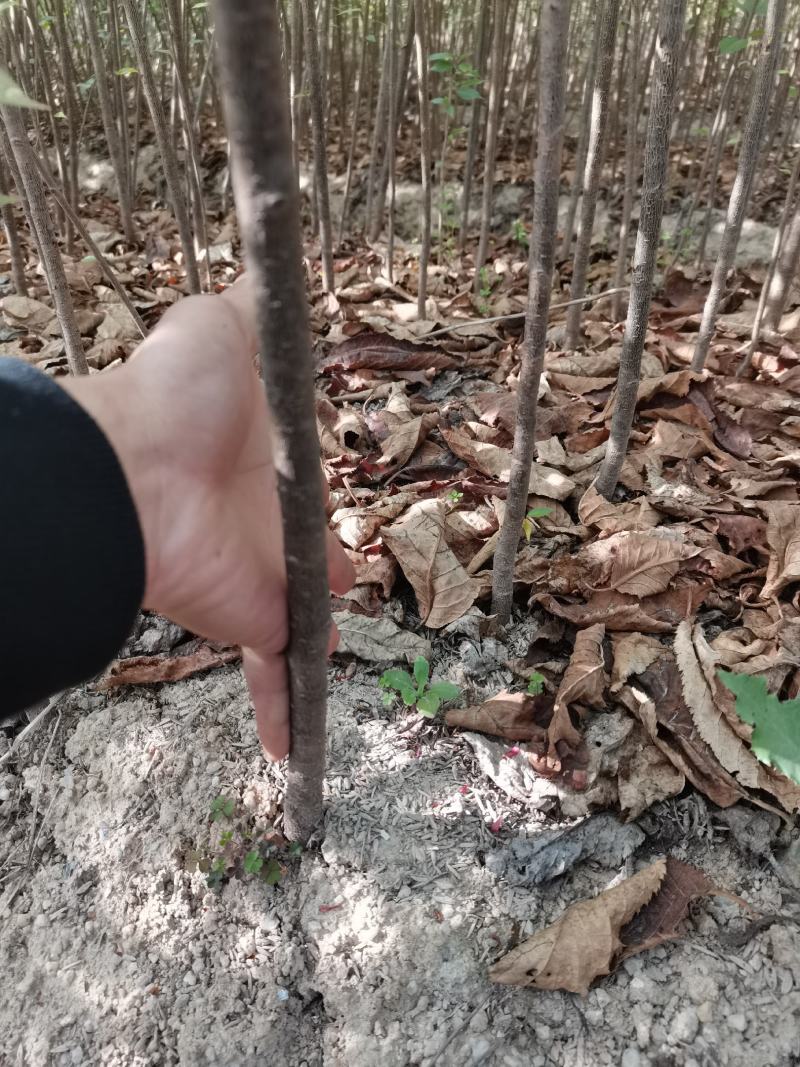 产地直销地栽中国红樱花，年年开花，花开时见花不见叶