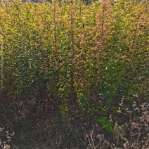 产地直销地栽中国红樱花，年年开花，花开时见花不见叶