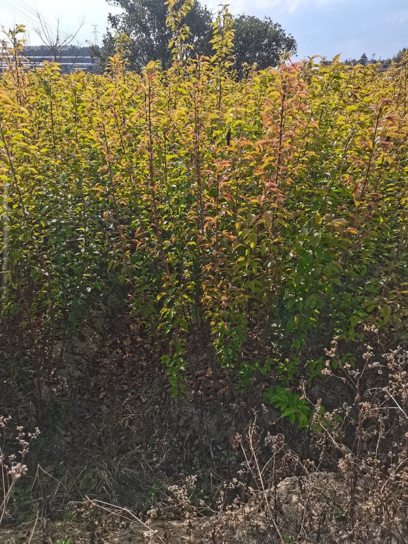 产地直销地栽中国红樱花，年年开花，花开时见花不见叶