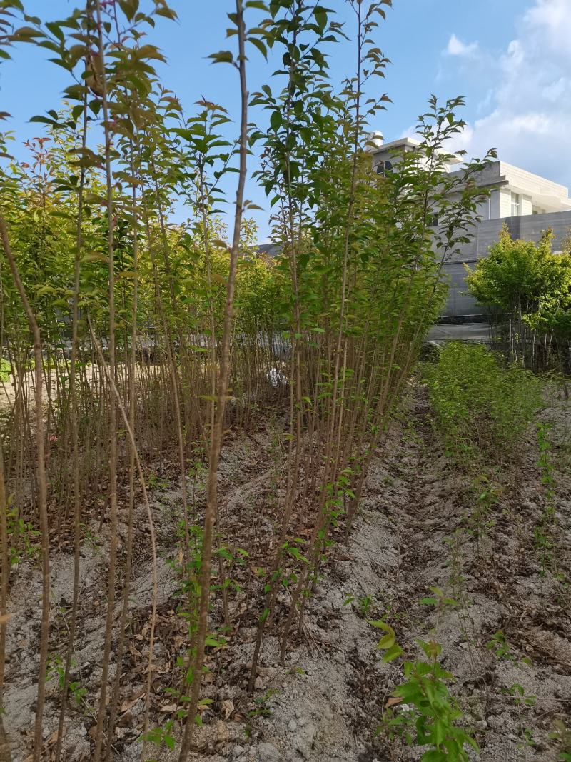 产地直销地栽中国红樱花，年年开花，花开时见花不见叶