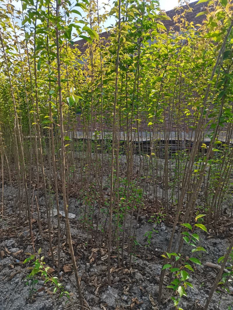 产地直销地栽中国红樱花，年年开花，花开时见花不见叶