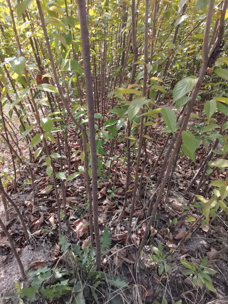 产地直销地栽中国红樱花，年年开花，花开时见花不见叶