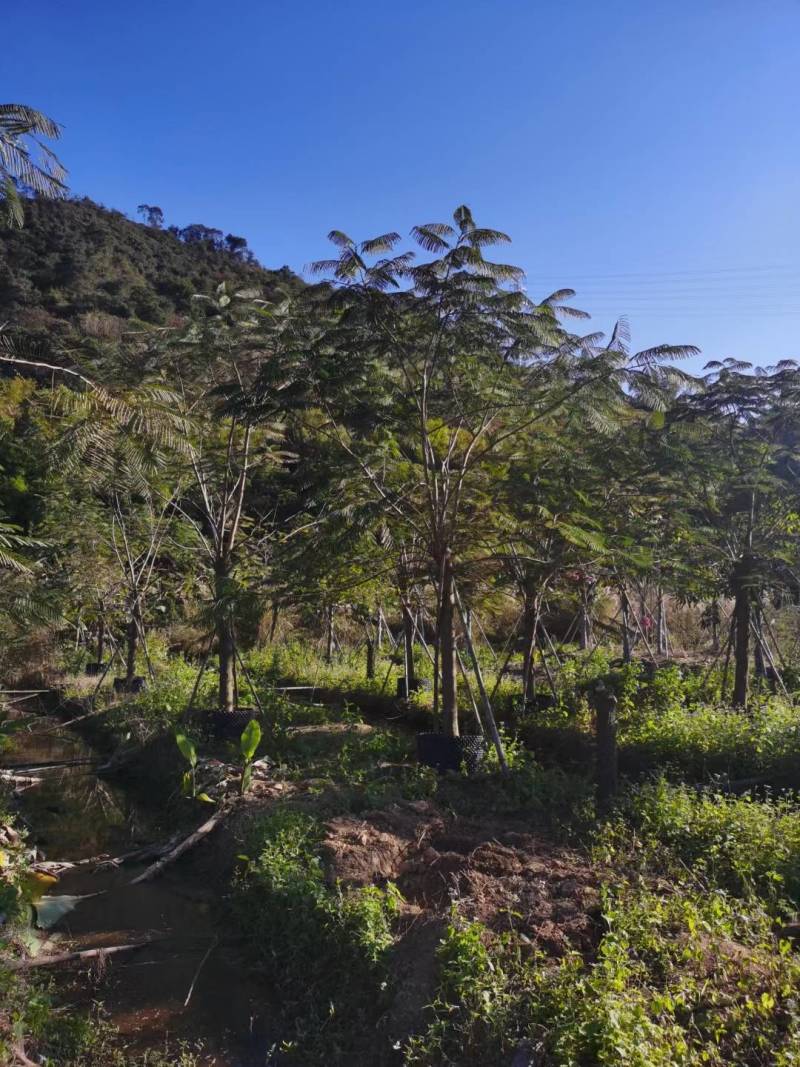 精品凤凰木地苗移植全冠骨架