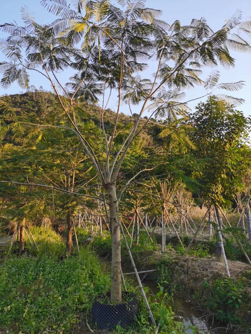 精品凤凰木地苗移植全冠骨架