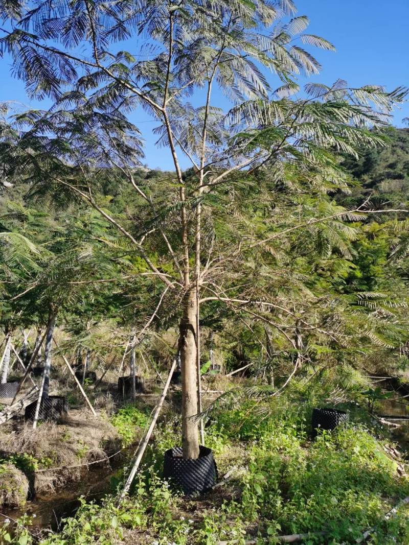 精品凤凰木地苗移植全冠骨架