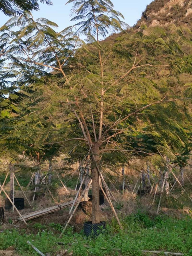 精品凤凰木地苗移植全冠骨架