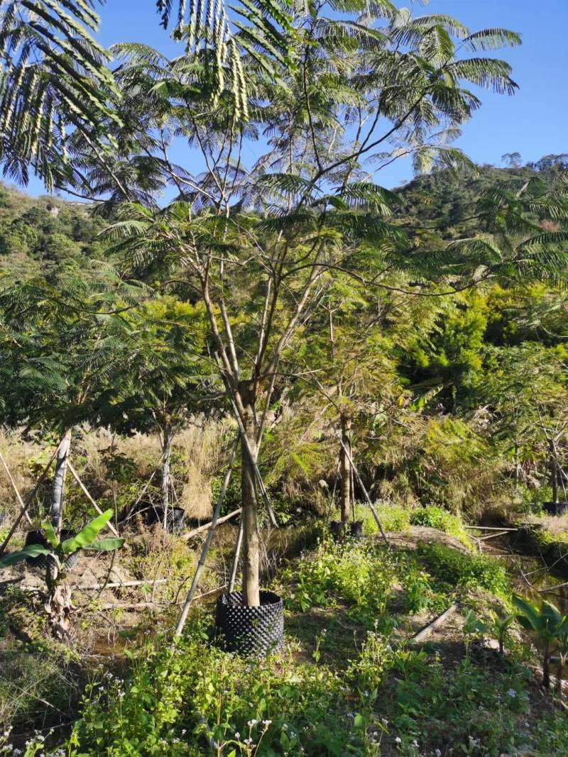 精品凤凰木地苗移植全冠骨架