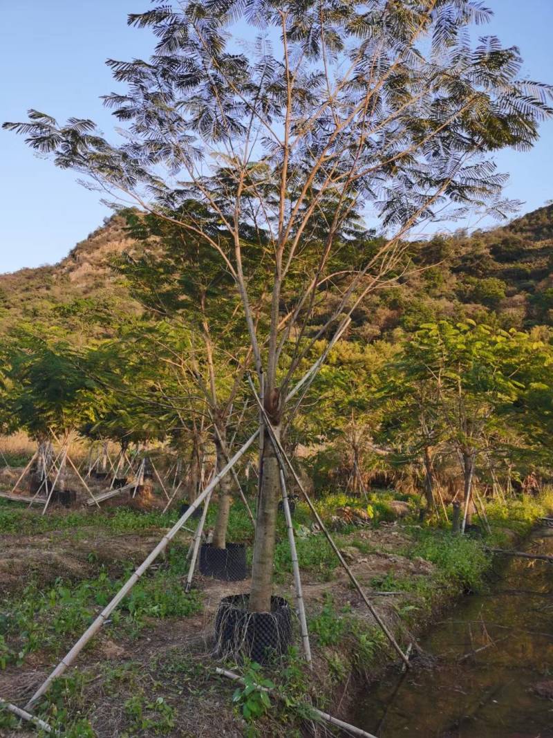 精品凤凰木地苗移植全冠骨架
