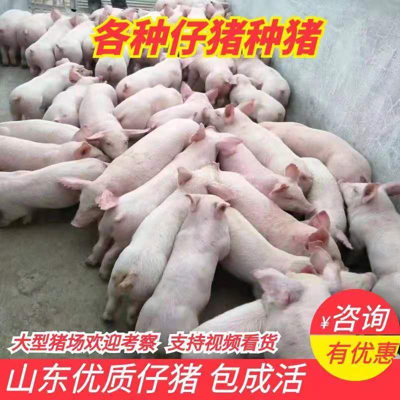 三元仔猪猪场供应，品种优良，防疫到位，免费送货到家