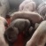三元仔猪猪场供应,品种优良,防疫到位,免费送货到家