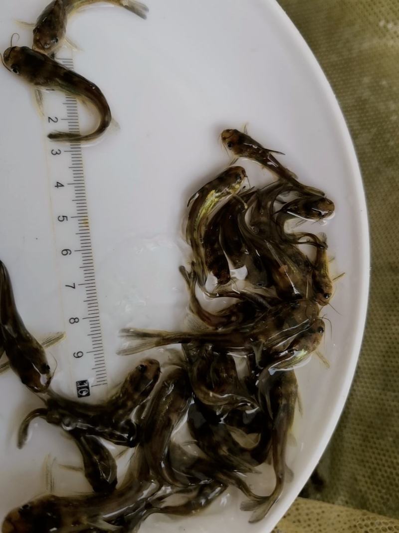 鲫鱼苗，中科三号鱼苗，中科五号鱼，银鲫鱼苗，产地直供