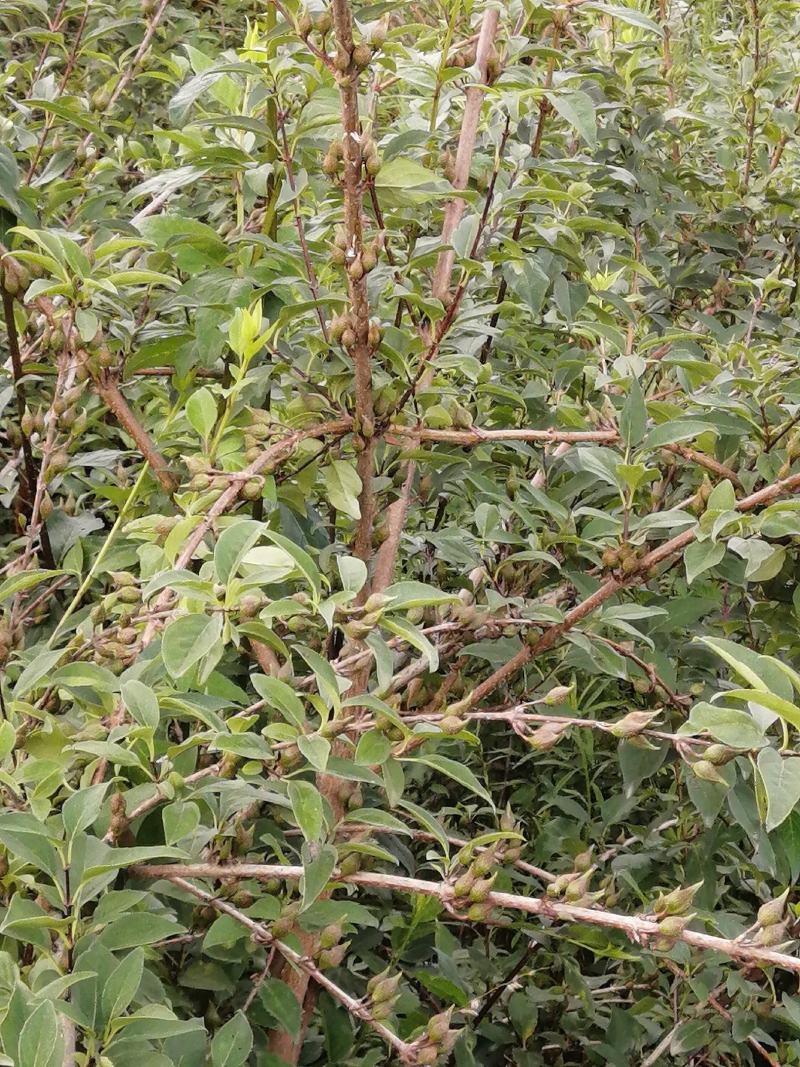 优质高产药用大连翘树
