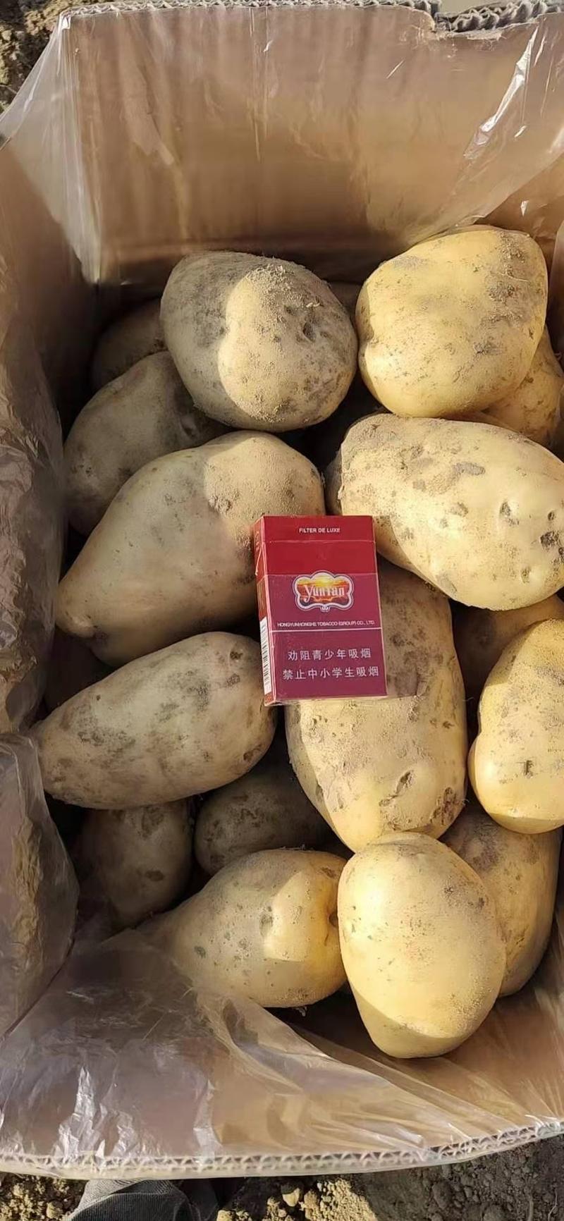 云南土豆丽薯6号，88号，欢迎新老顾客合作共赢！