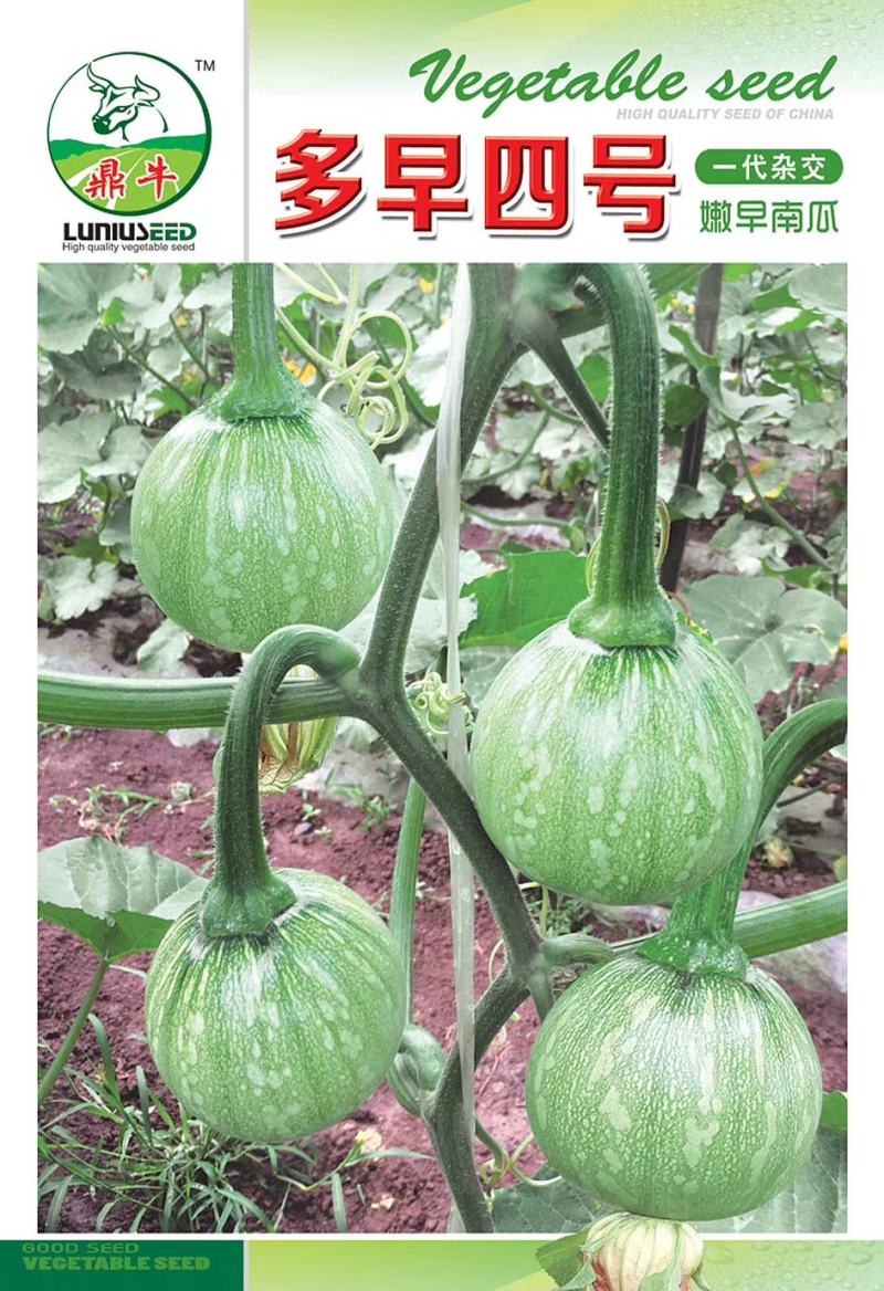 小南瓜种子多早四号漂亮的白花皮开花早抗病高产