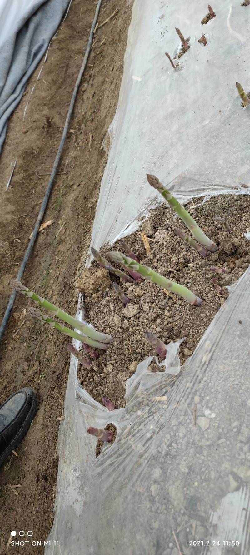 绿芦笋白芦笋紫芦笋保质保量量大从优