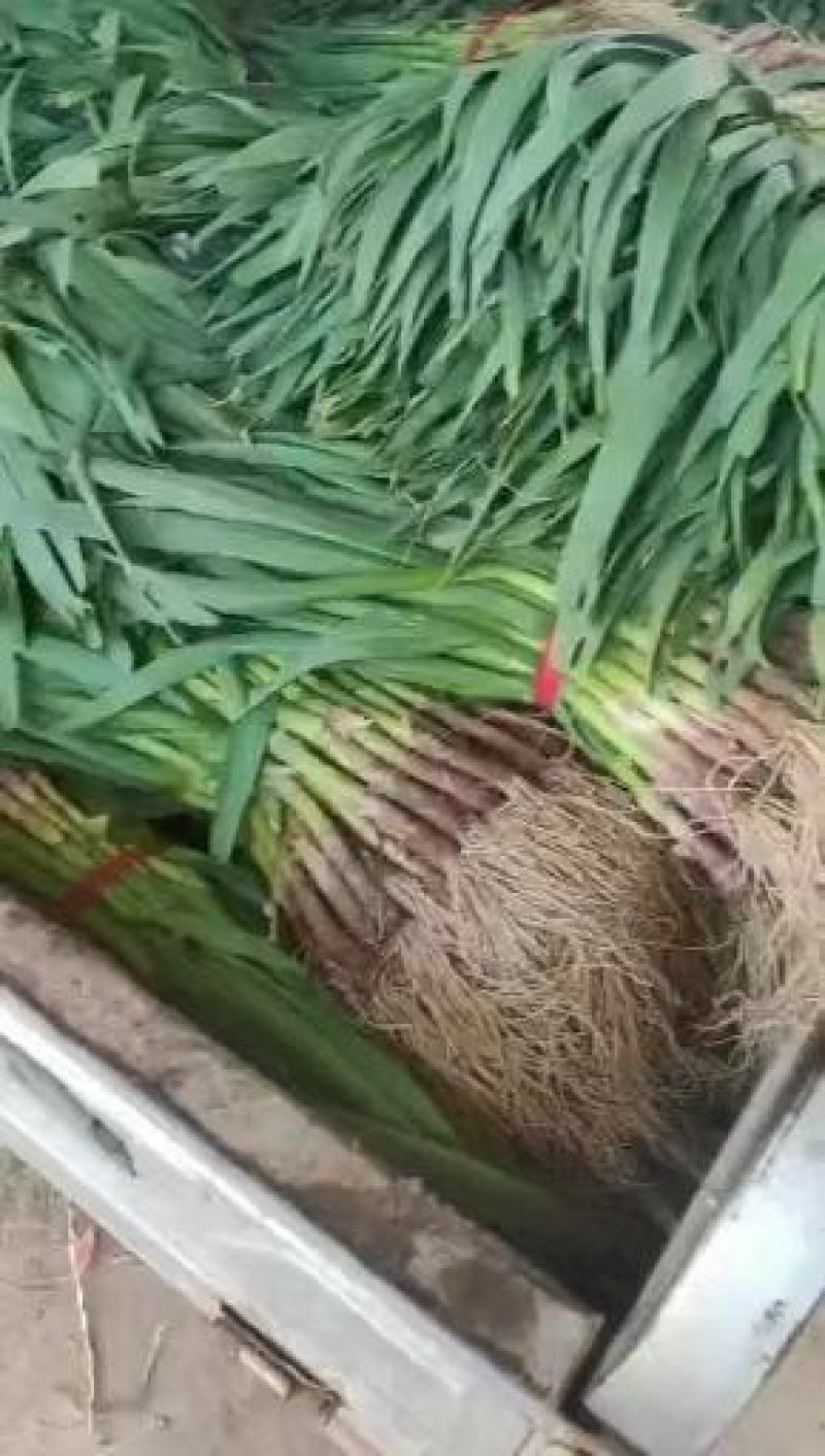 内黄红蒜苗水洗代加工粗细可分拣【精品水洗蒜苗】