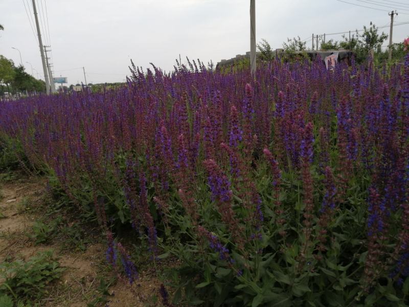 鼠尾草种子。小粒鼠尾草种子（蓝花）多年生