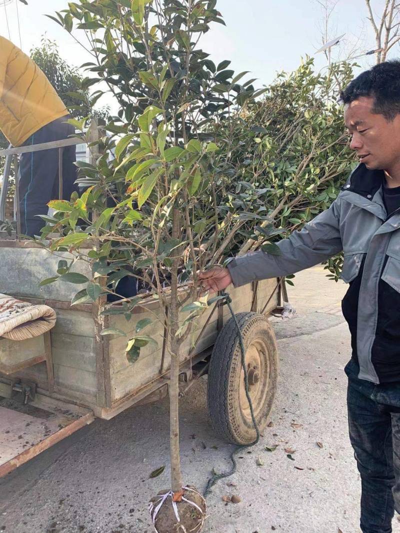 精品桂花树3公分～6公分桂花树基地供货大小批发