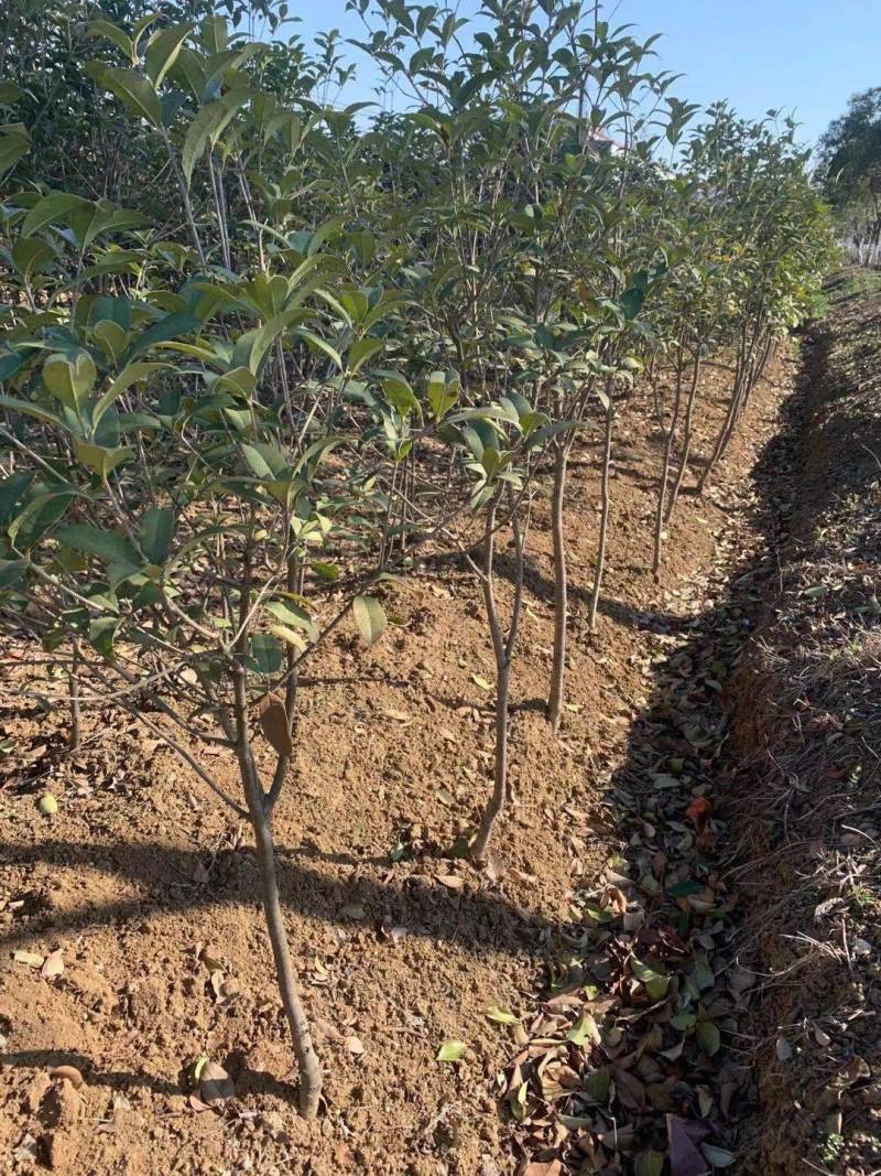 精品桂花树3公分～6公分桂花树基地供货大小批发