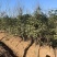 精品桂花树3公分～6公分桂花树基地供货大小批发