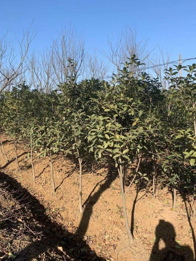精品桂花树3公分～6公分桂花树基地供货大小批发