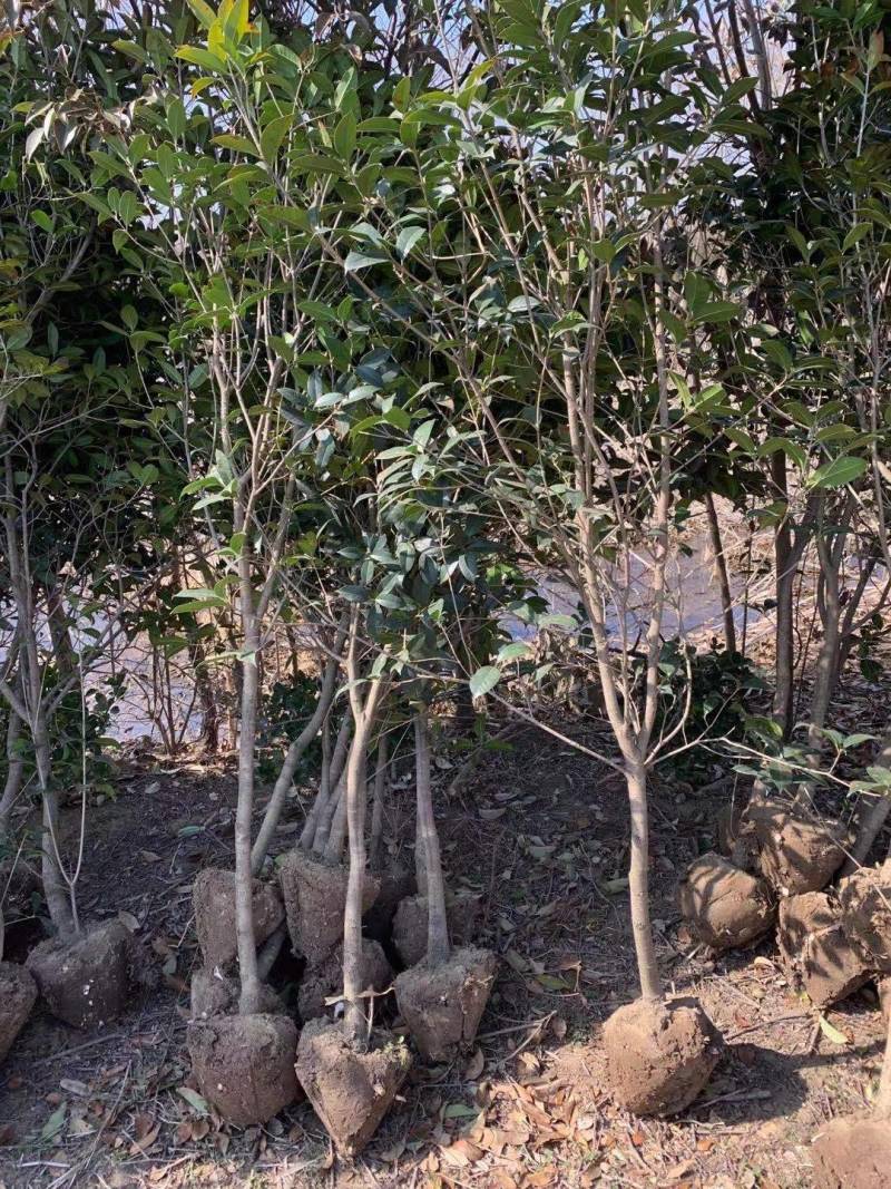 精品桂花树3公分～6公分桂花树基地供货大小批发