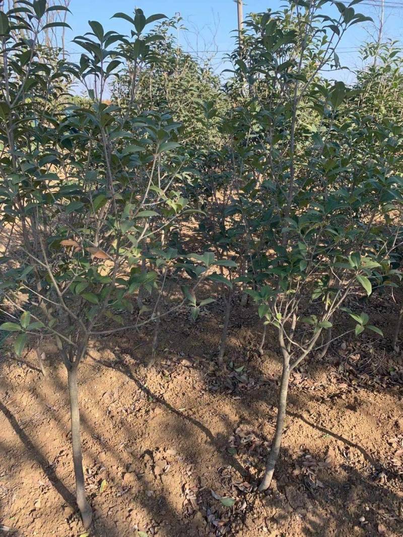 精品桂花树3公分～6公分桂花树基地供货大小批发